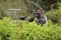 Kids_DFWzoo_3-2016 (165)